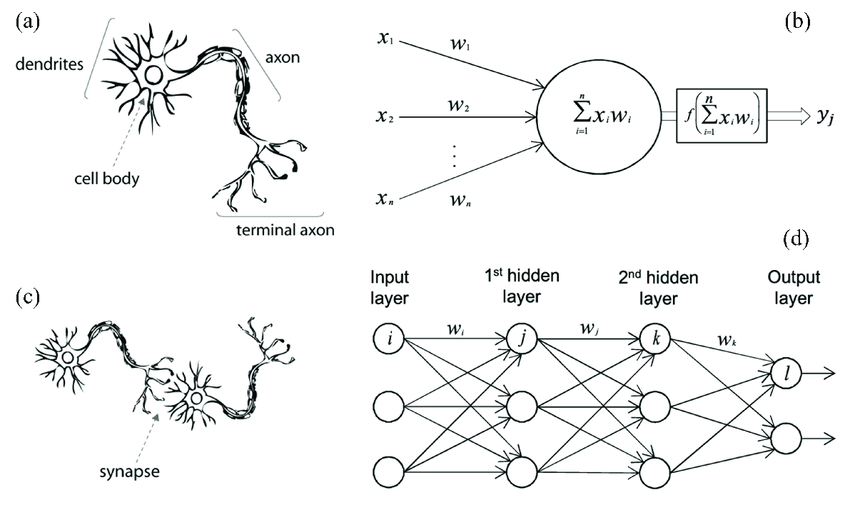 Bio Synapse
