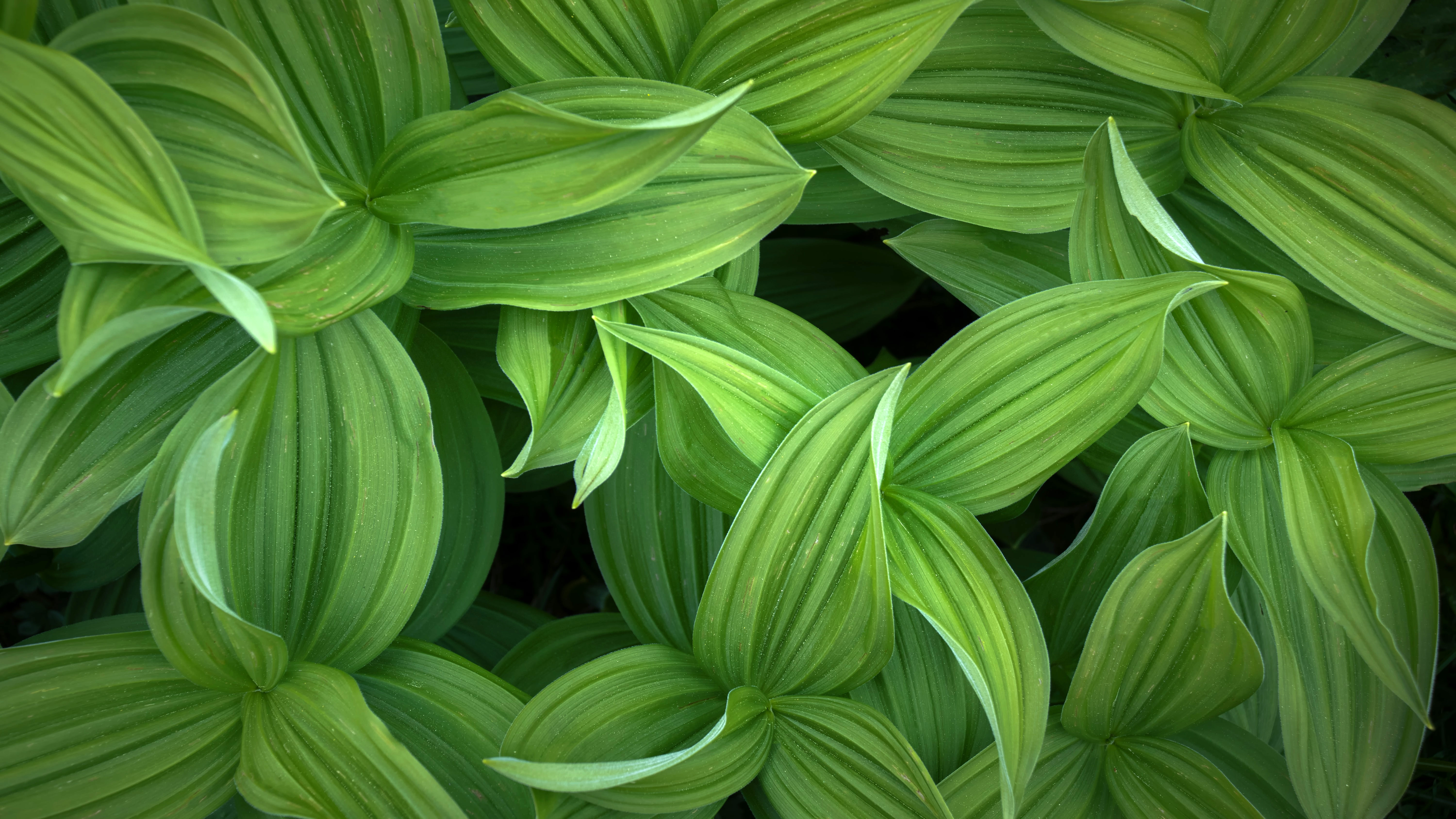 Leaves